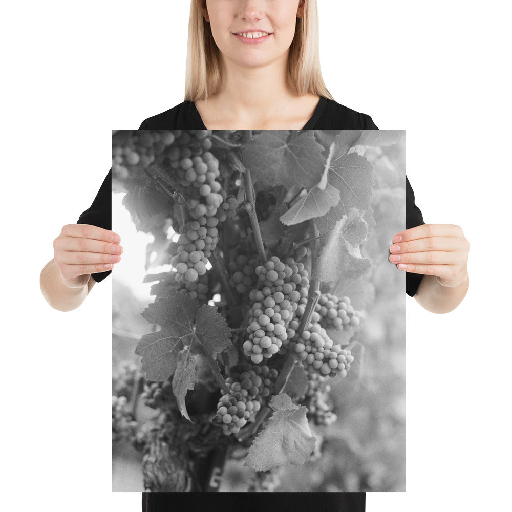 Black and White Grapes