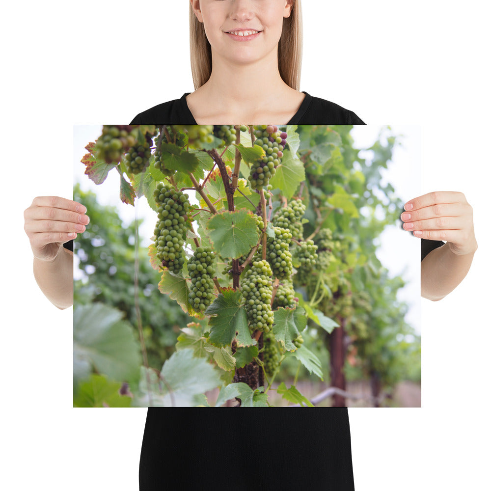 Verasion